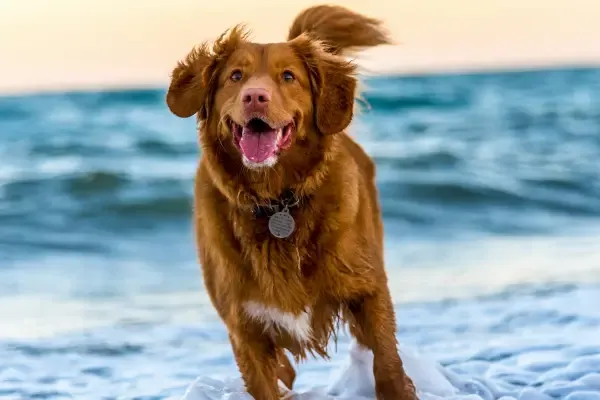 Gezond lopende hond