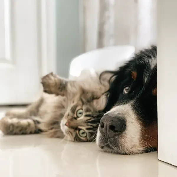 Hond en Kat