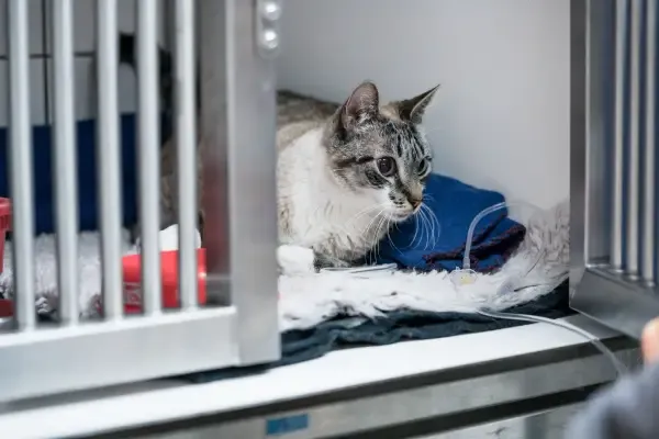 Gehospitaliseerde poes