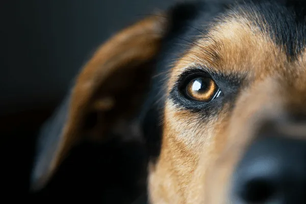 Oogdrukmeting hond