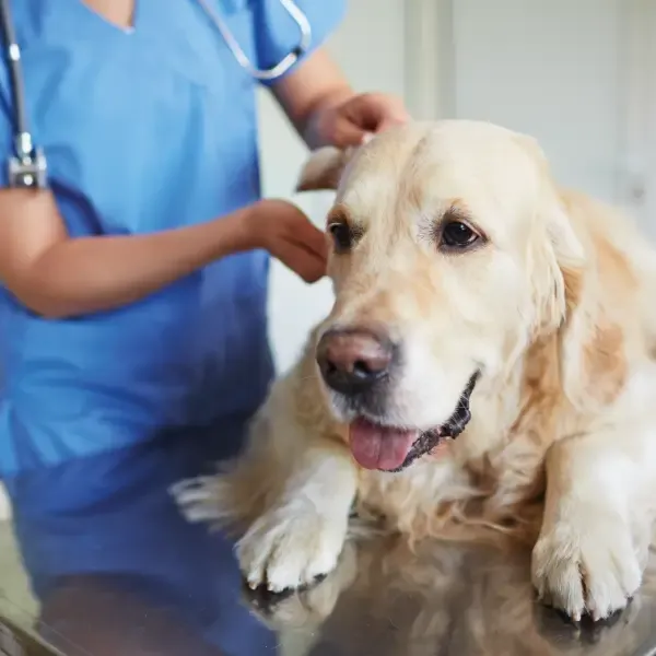 Onderzoek hond bij de dierenarts