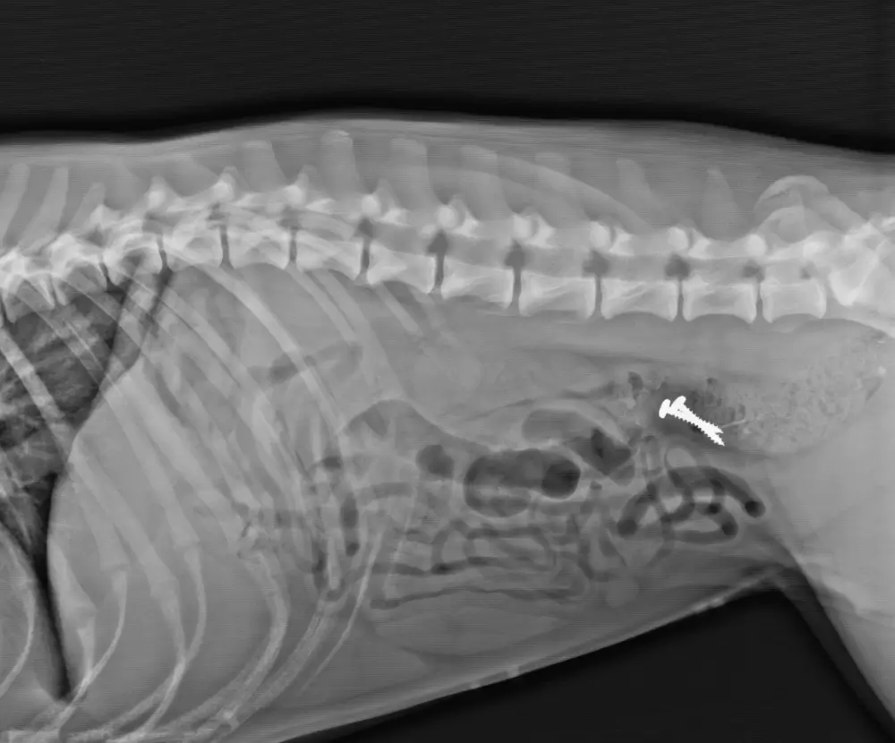 Radiografie hond