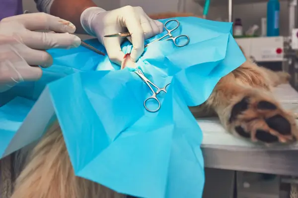 Chirurgie hond
