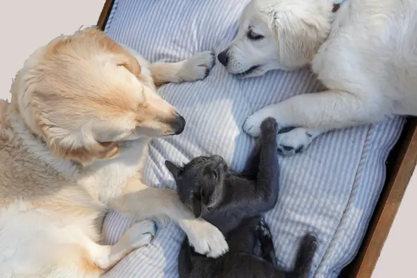 Hond, puppy en poes