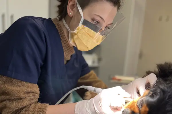 Tandverzorging door dierenarts Jolien Boets